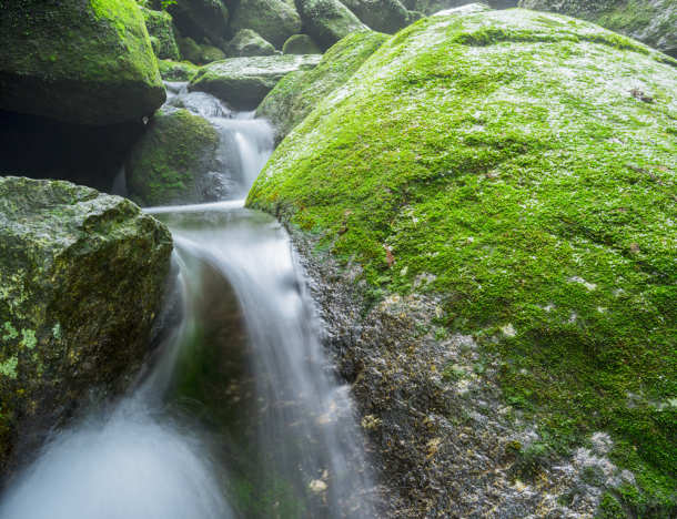 Yakushima Forrest