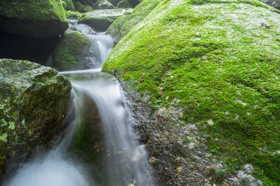 Yakushima Forrest